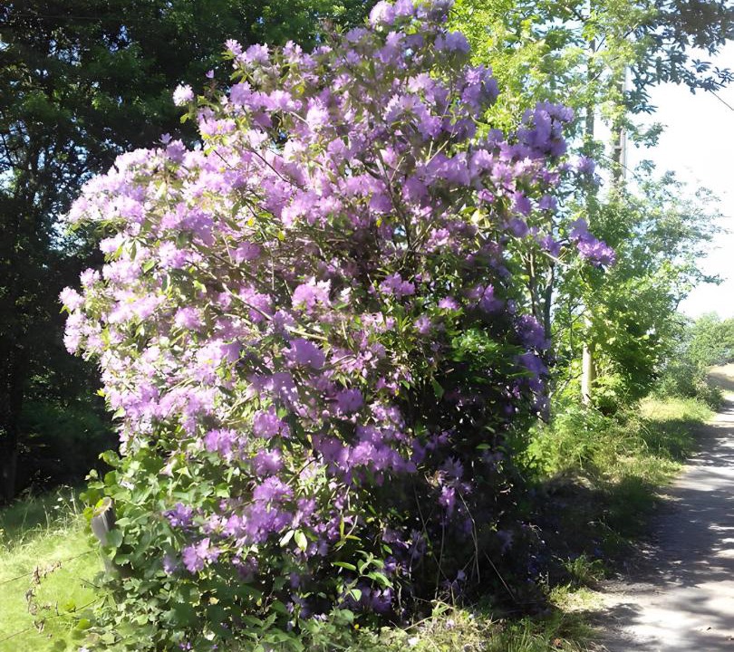 Photo of Others in Tirepied