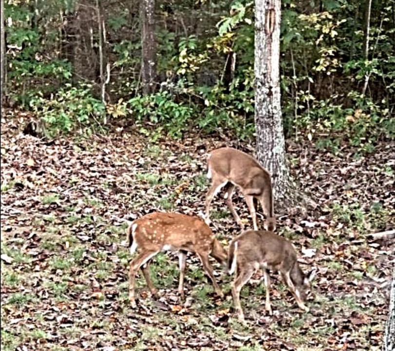 Photo of Others in Nimitz