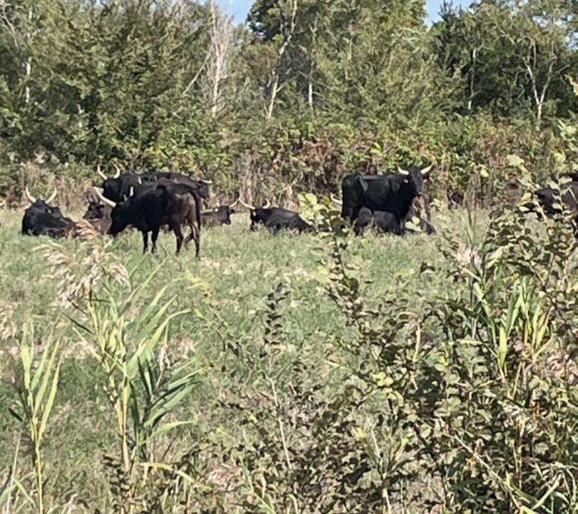 Photo of Others in Aimargues