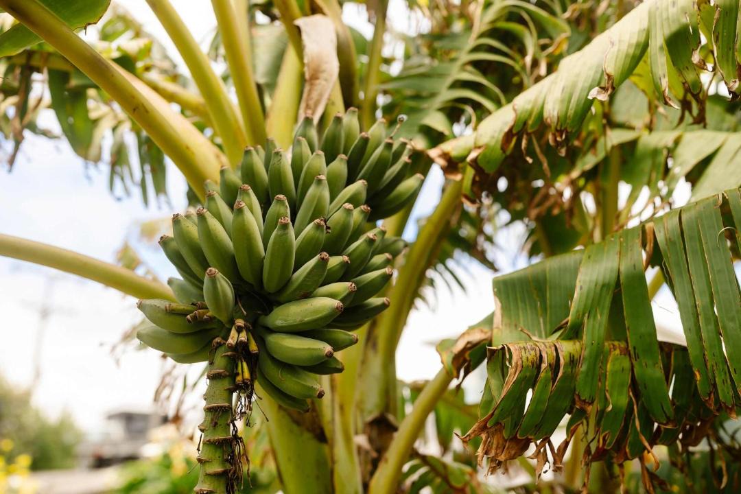 Photo of Others in New Plymouth