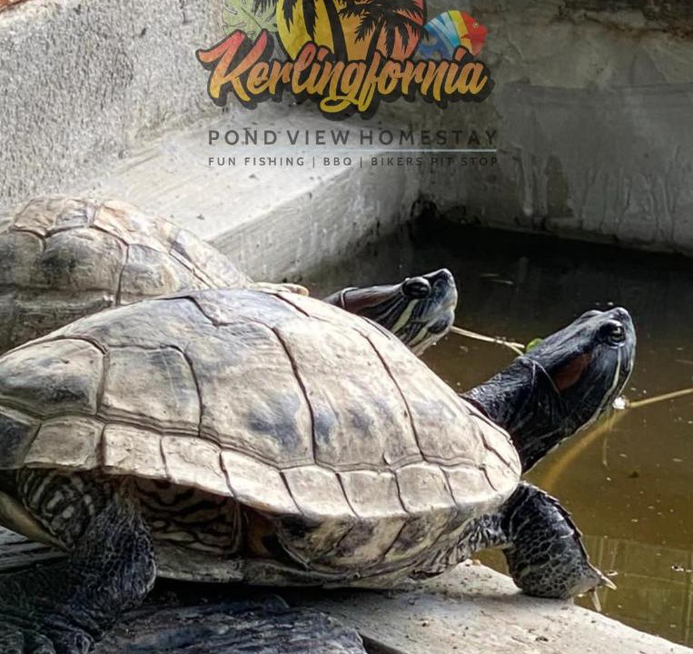 Photo of Others in Kerling