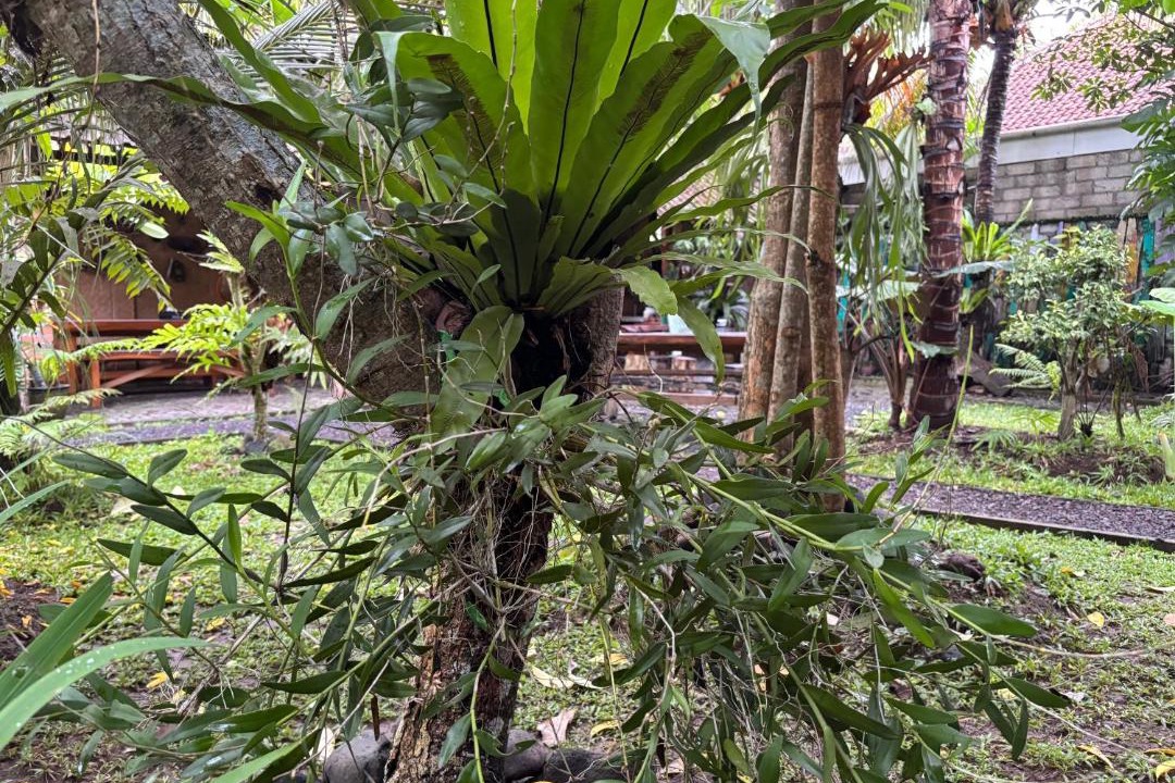 Photo of Others in Muncar