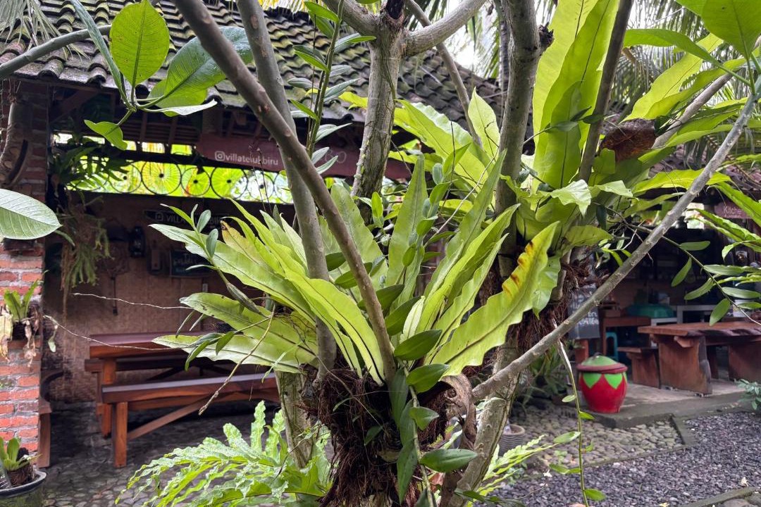 Photo of Others in Muncar