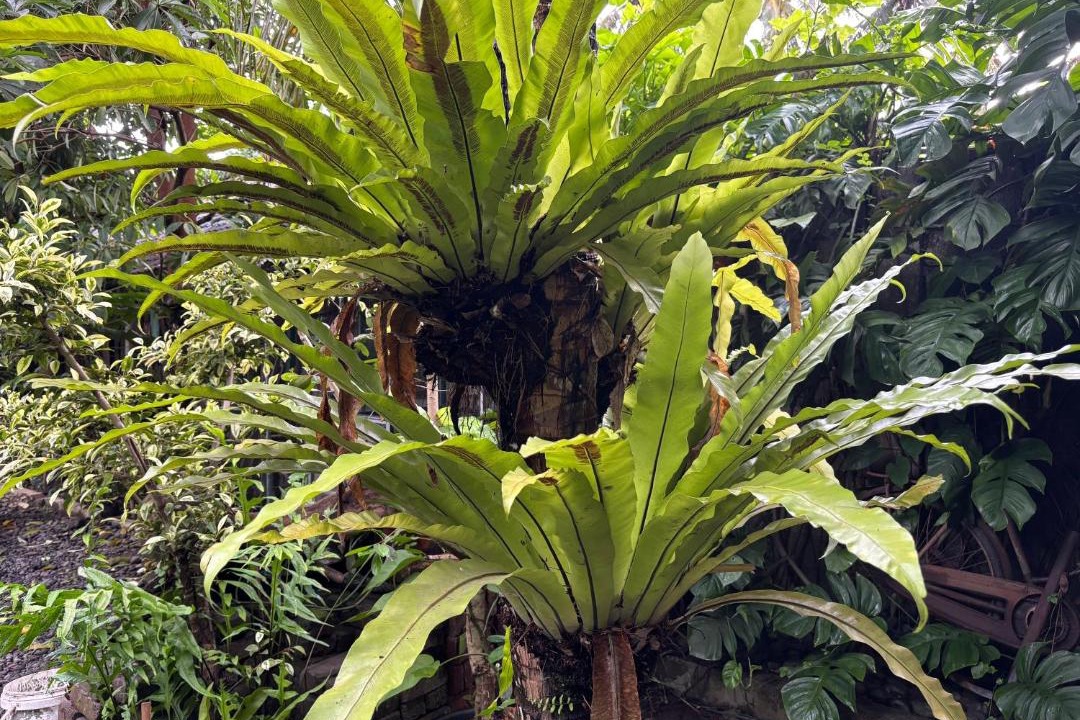 Photo of Others in Muncar