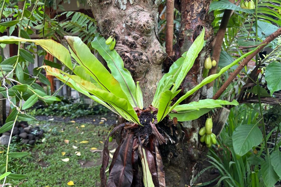 Photo of Others in Muncar