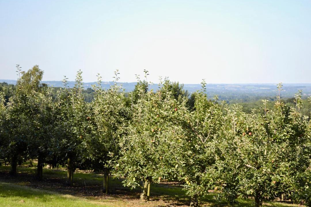 Photo of Others in Pembury