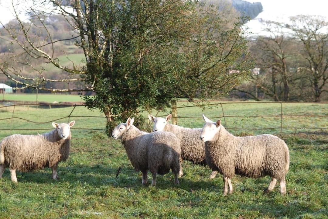 Photo of Others in Llandovery