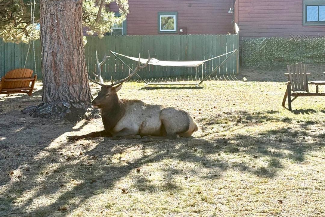 Photo of Others in Estes Park