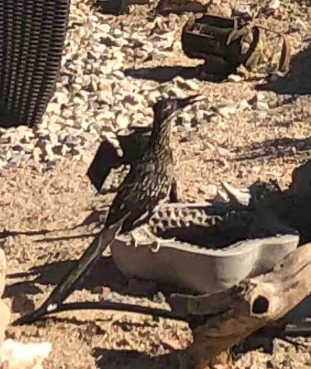 Photo of Others in Yucca Valley