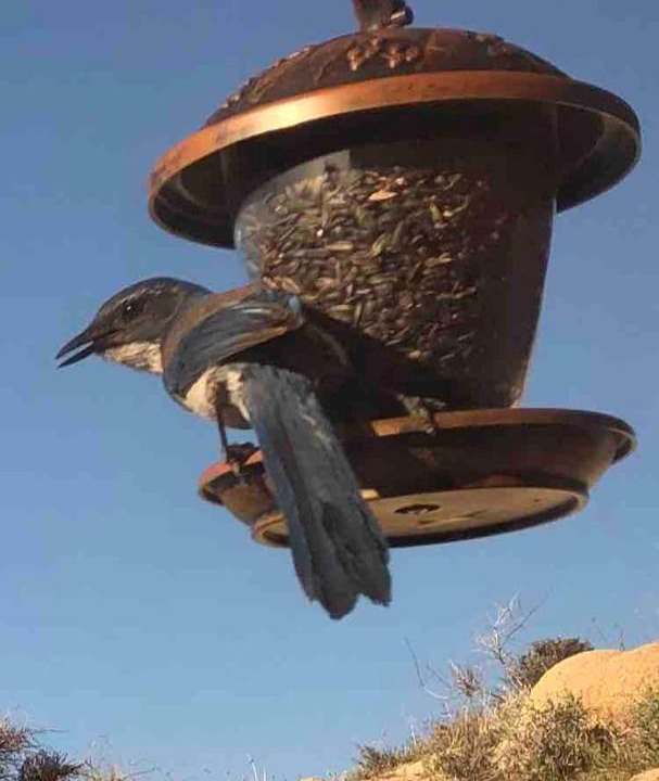 Photo of Others in Yucca Valley
