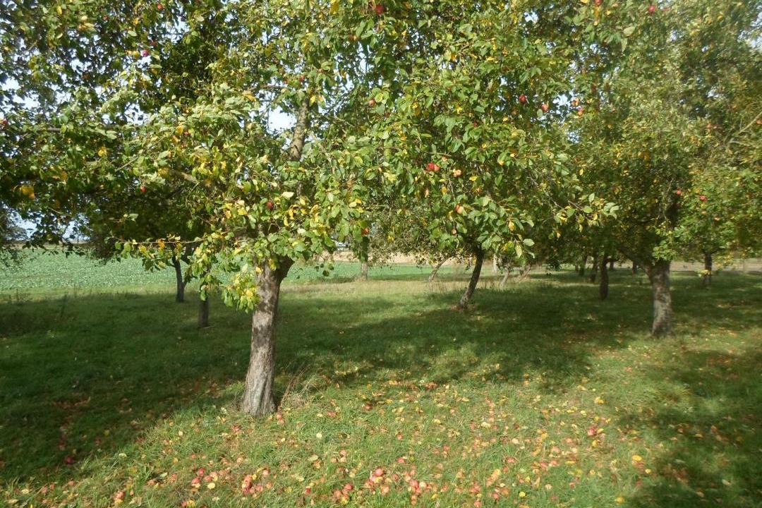 Photo of Outdoor in Boucey