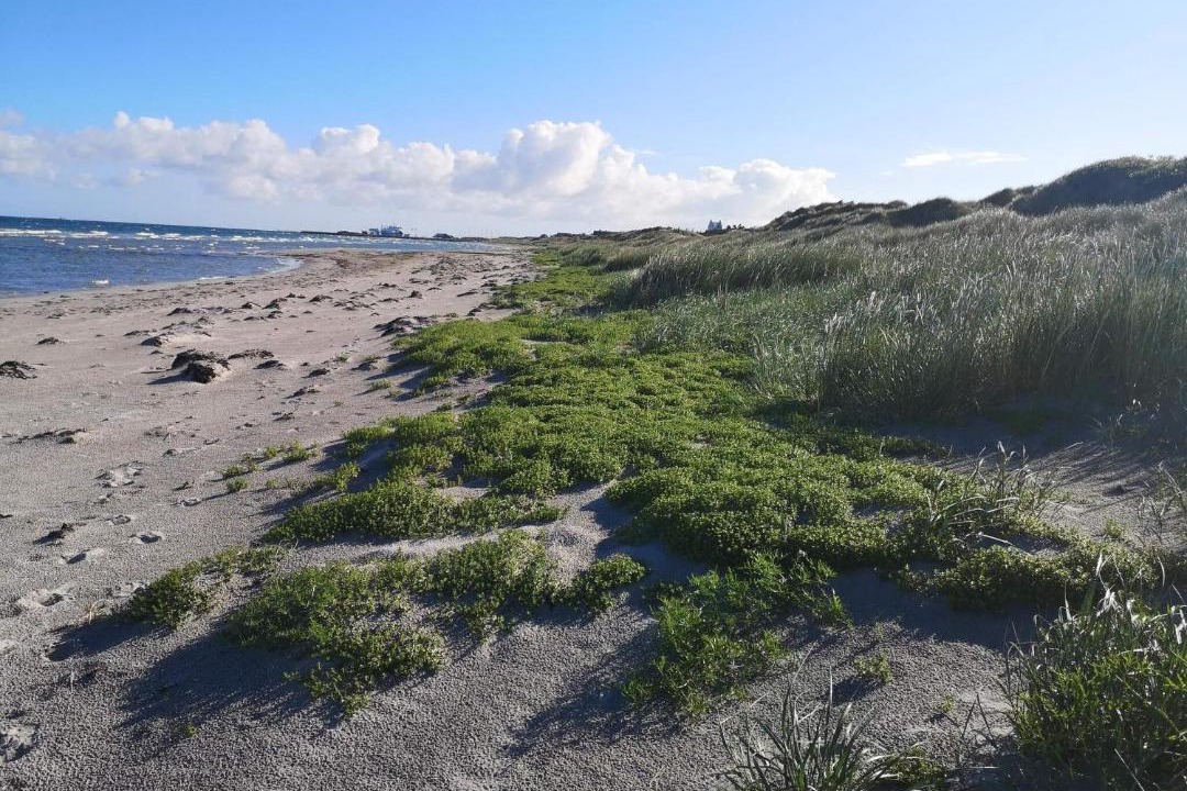 Photo of Others in Læsø