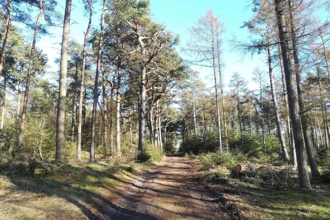 Photo of Others in Gedesby