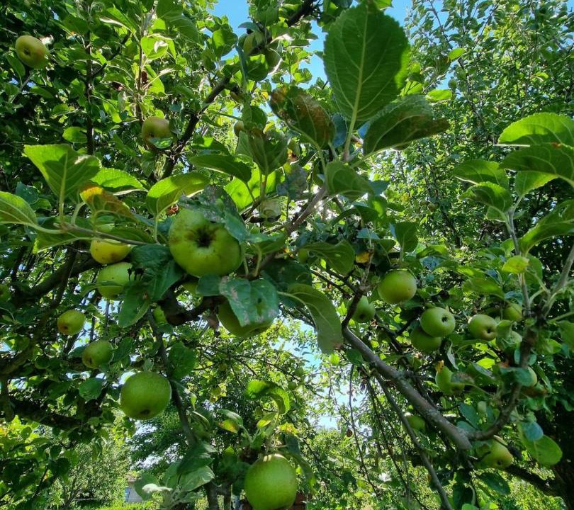Photo of Others in Chalmoux