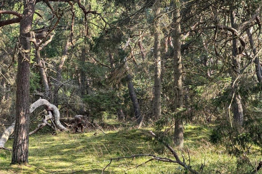 Photo of Others in Liseleje