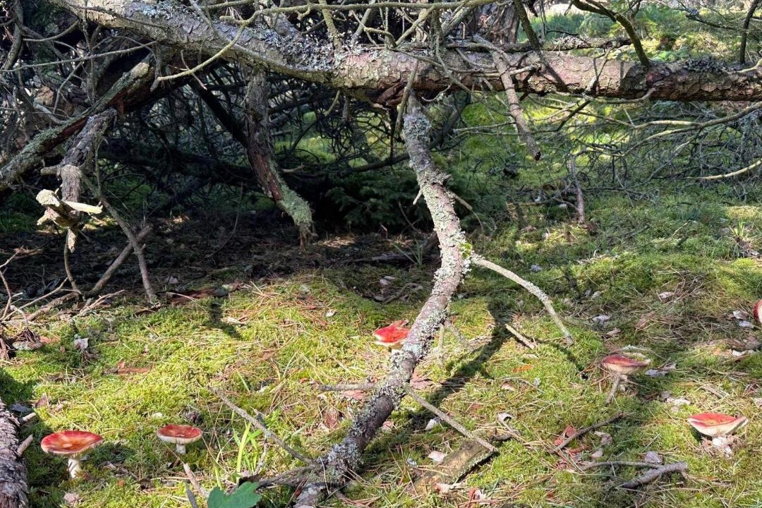 Photo of Others in Liseleje