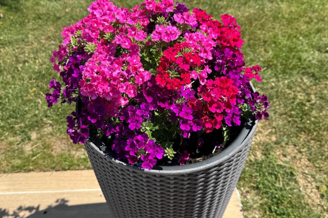 Photo of Others in Quincerot