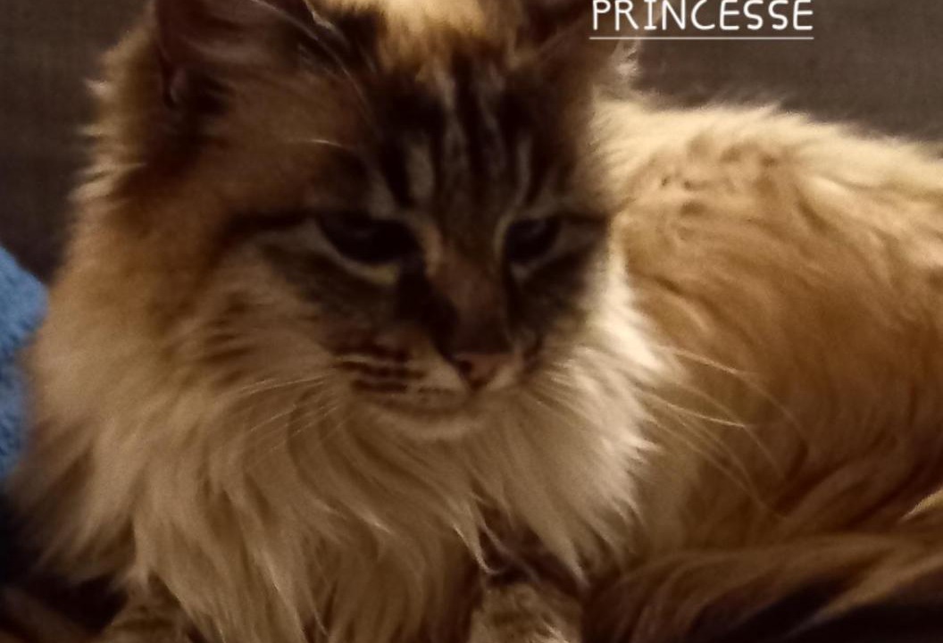 Photo of Others in Ribeyret