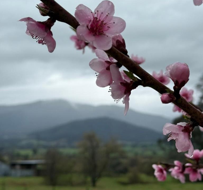 Photo of Others in Tawonga South