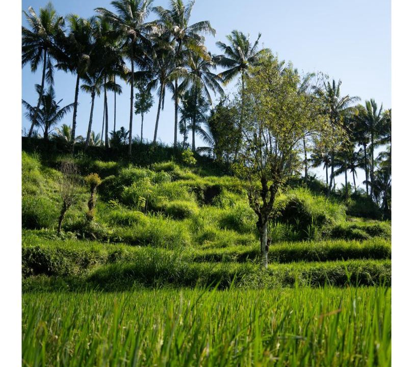 Photo of Others in Tetebatu