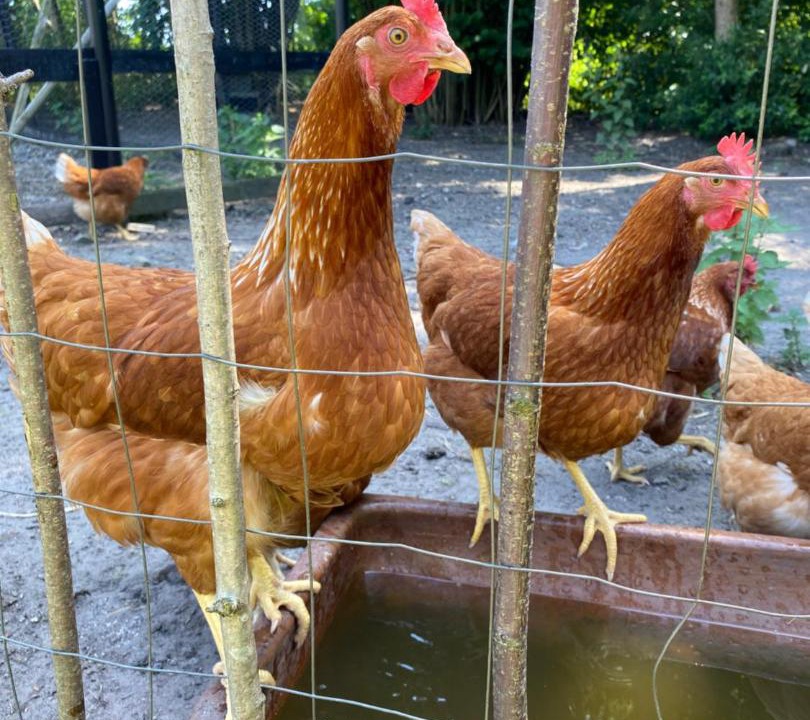 Photo of Others in Vaeggerlose