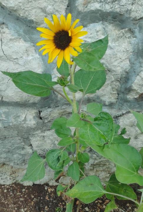Photo of Outdoor in Slano