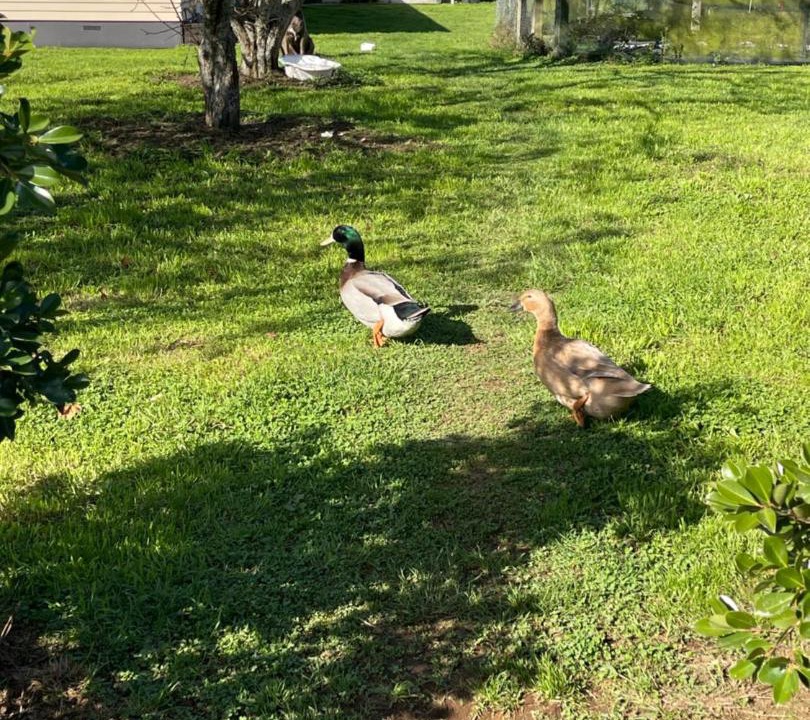 Photo of Outdoor in Te Miro