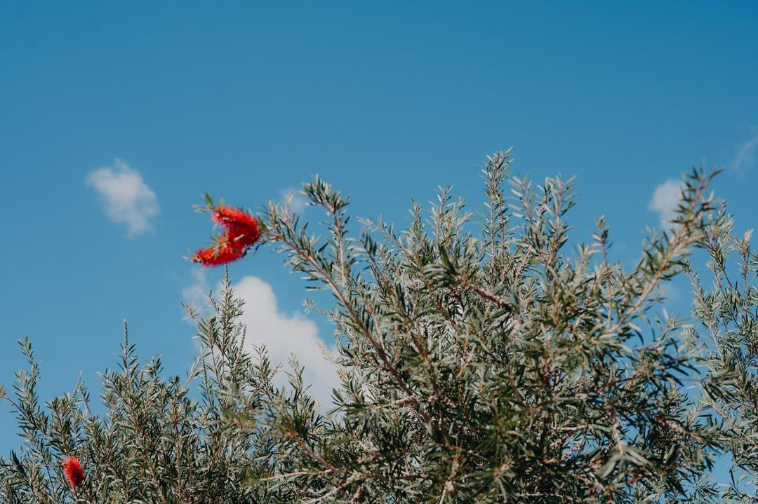 Photo of Others in Parkes