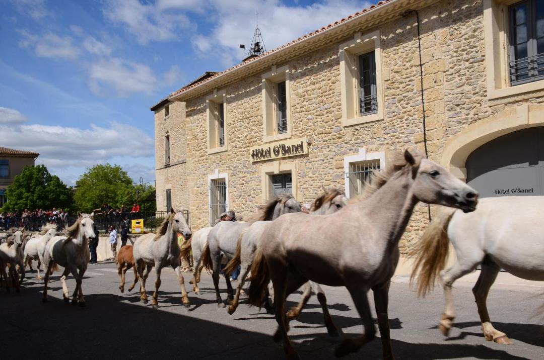 Photo of Others in Gallargues-le-Montueux