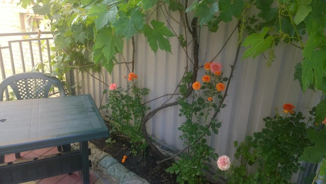 Photo of Others in Lazarevskoye