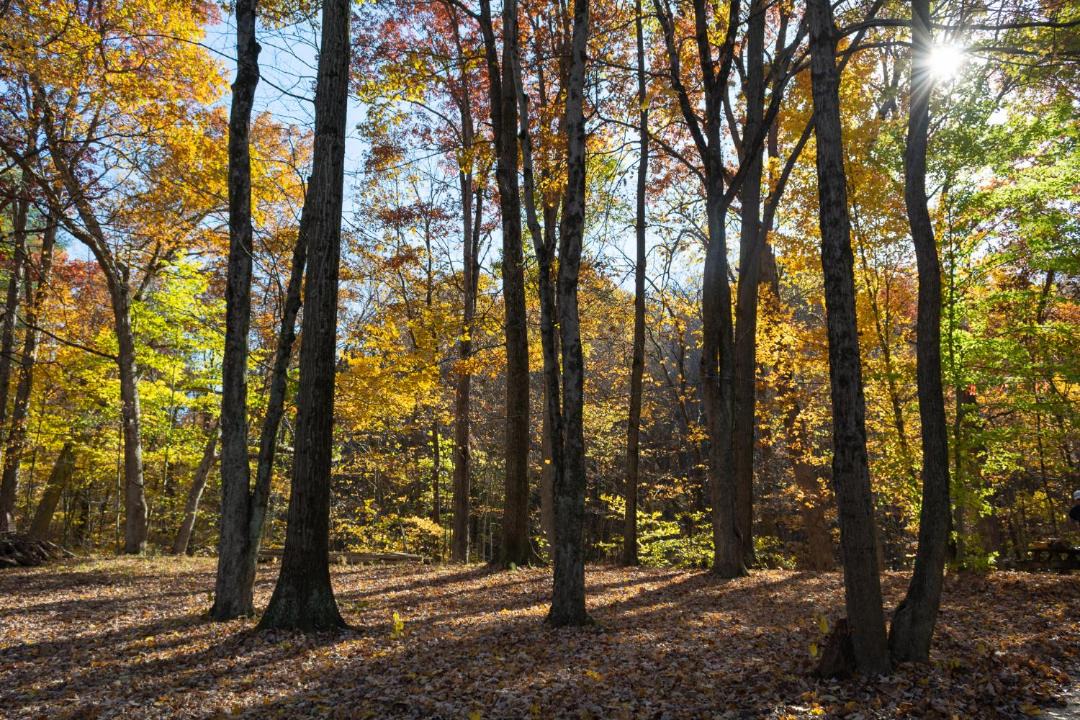 Photo of Others in Cuyahoga Falls