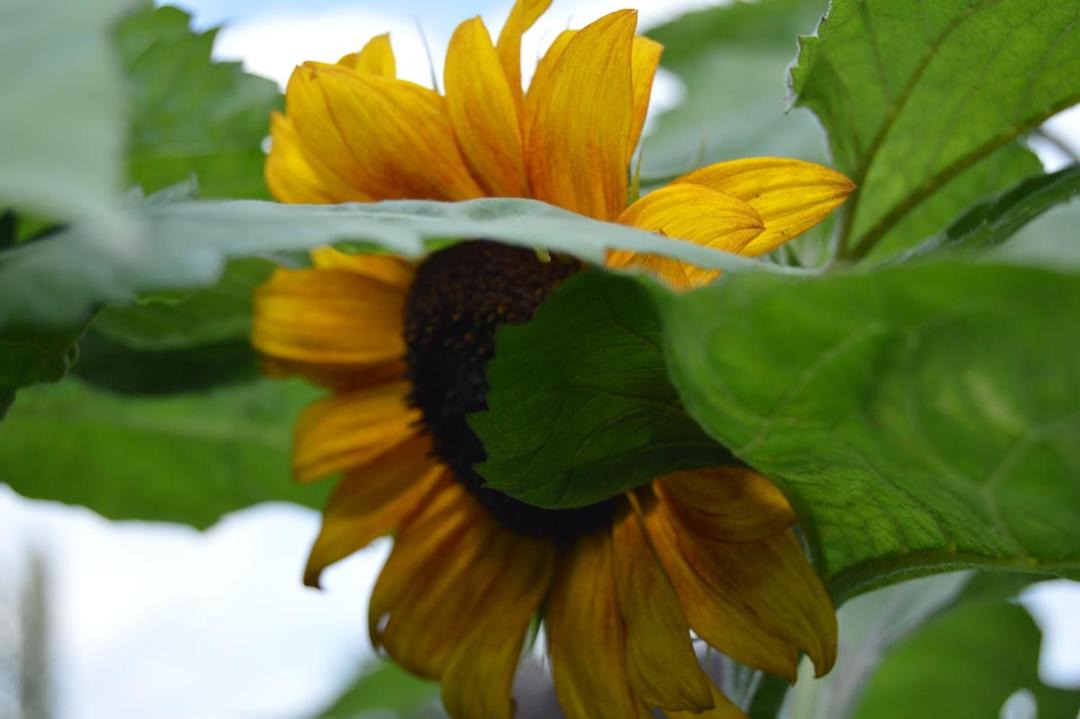 Photo of Outdoor in Palgrave