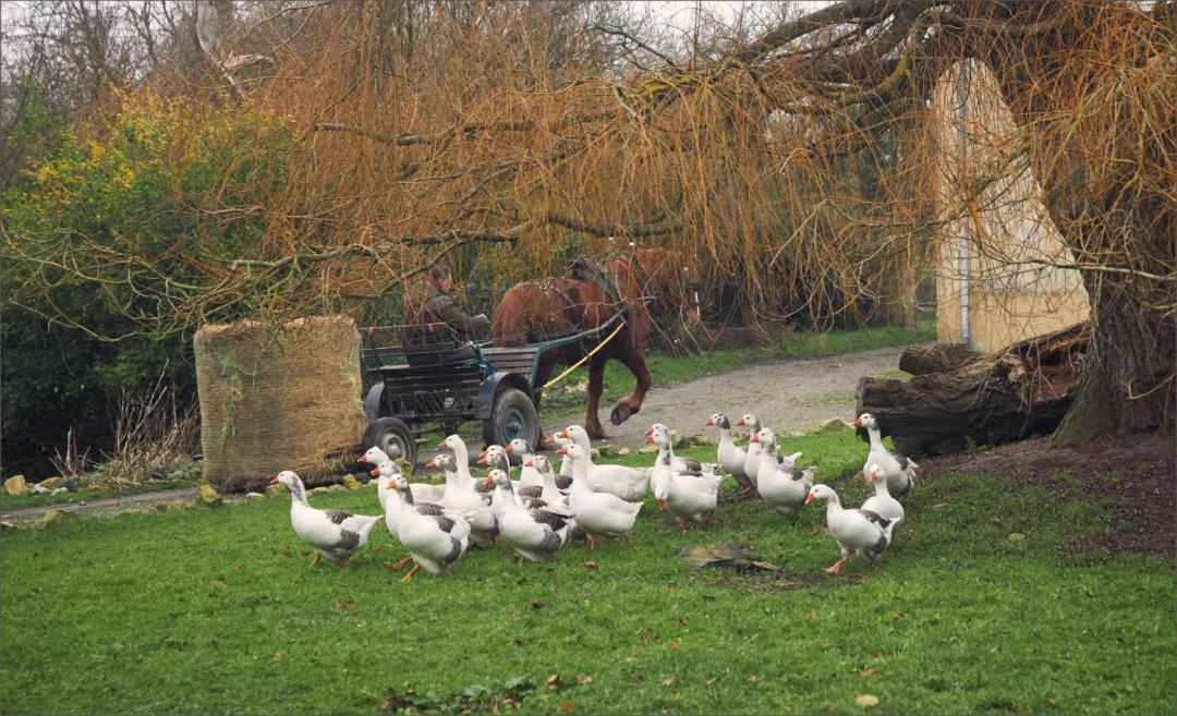 Photo of Others in Sainte-Marie-du-Mont