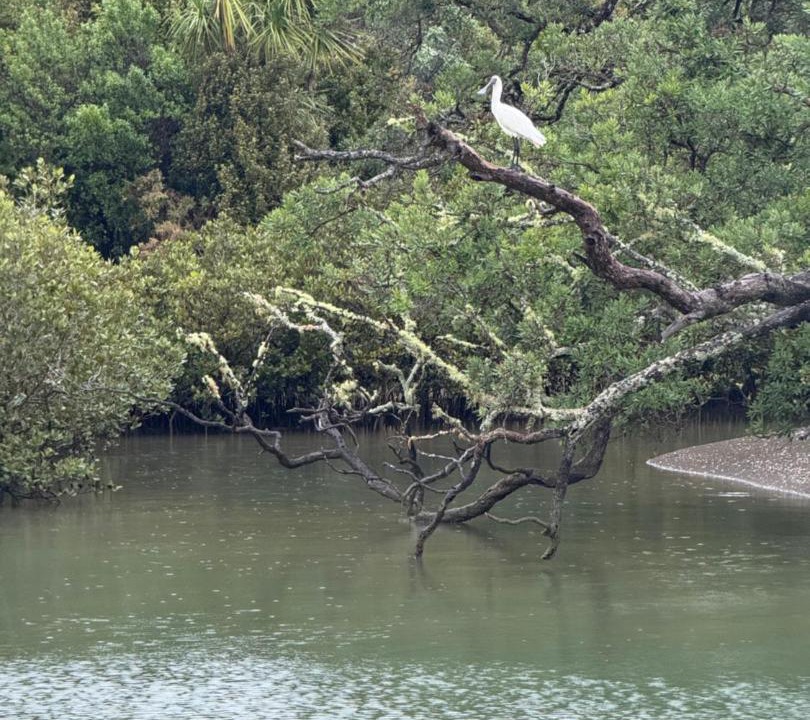 Photo of Others in Tawharanui
