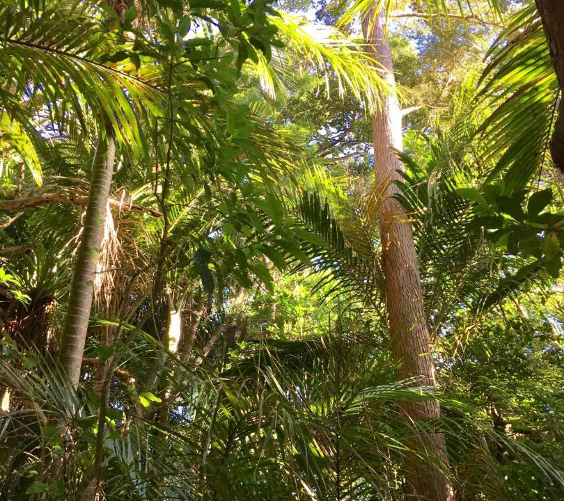 Photo of Others in Tawharanui