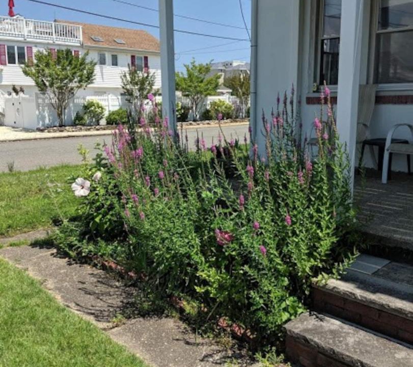 Photo of Others in North Beach Haven