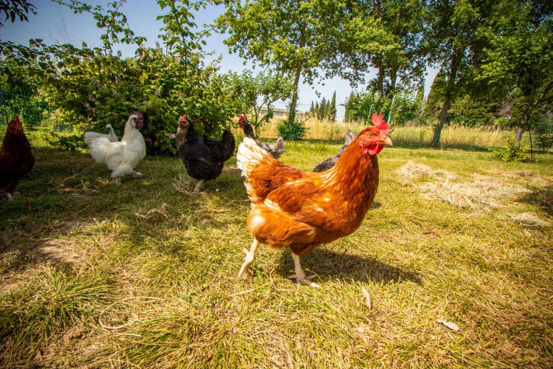 Photo of Others in Limoux