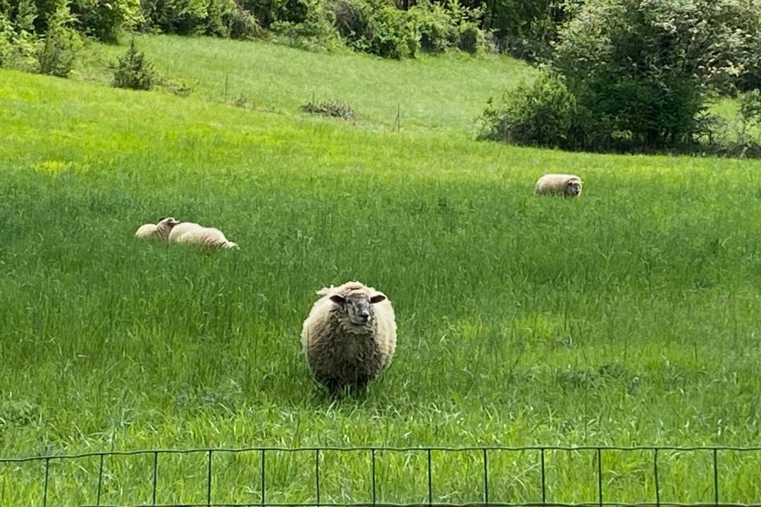 Photo of Others in Belveze