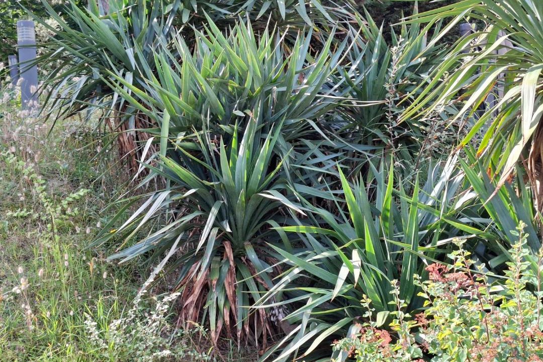 Photo of Outdoor in Hardelot-Plage
