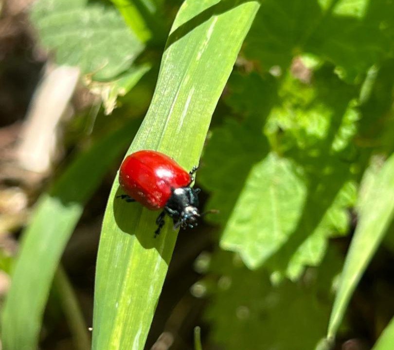 Photo of Outdoor in Saint-Quirin