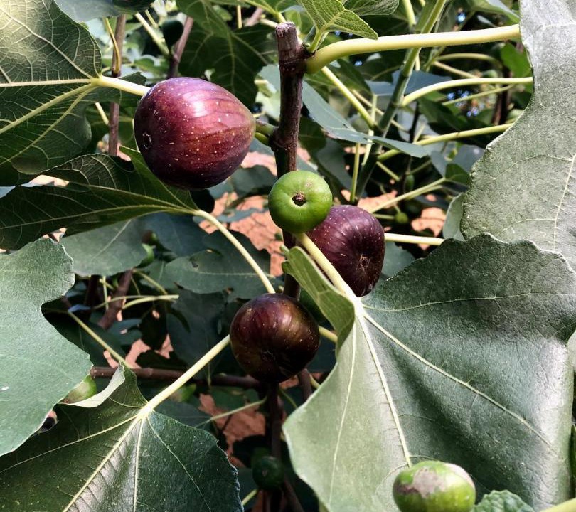 Photo of Outdoor in Bourgheim