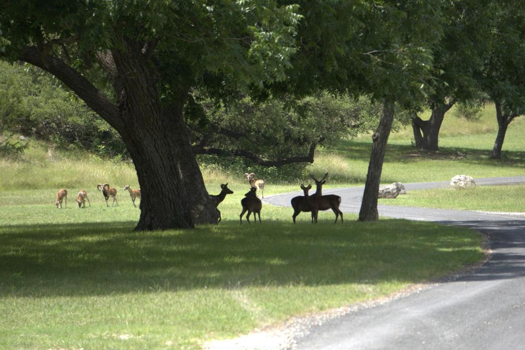 Photo of Others in Bandera