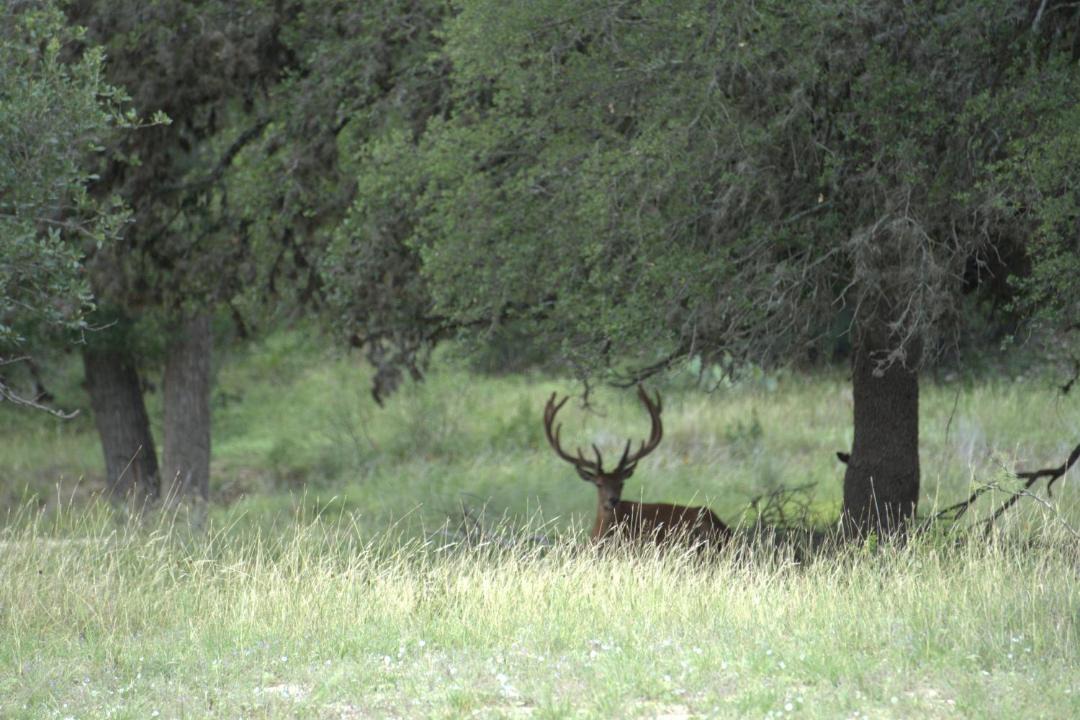 Photo of Others in Bandera