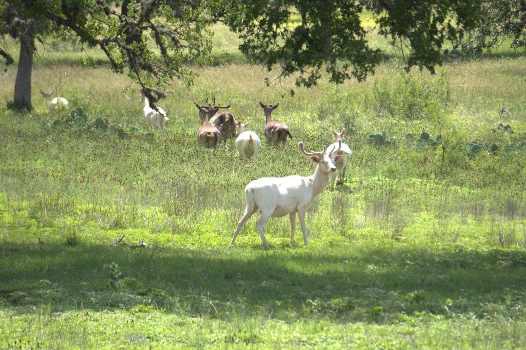 Photo of Outdoor in Bandera