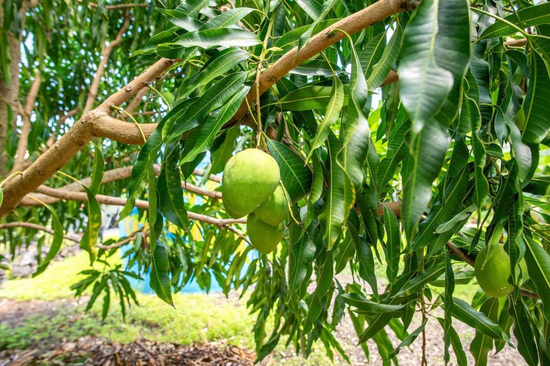 Photo of Others in Kehena