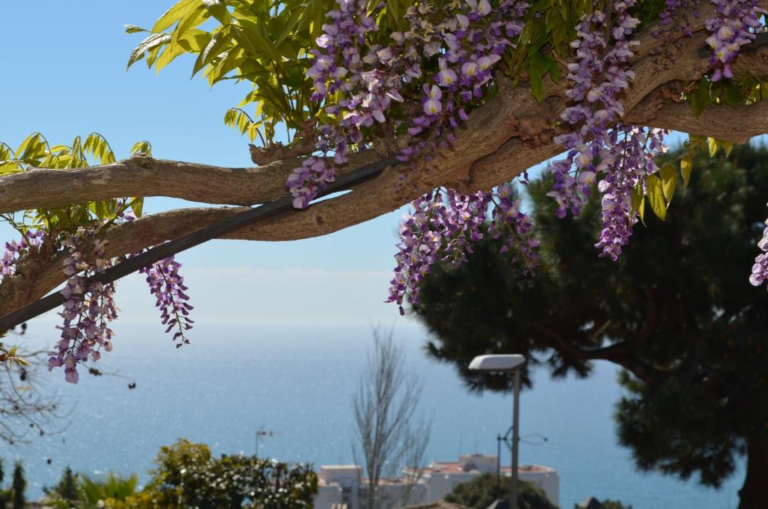 Photo of Others in Sant Pol De Mar
