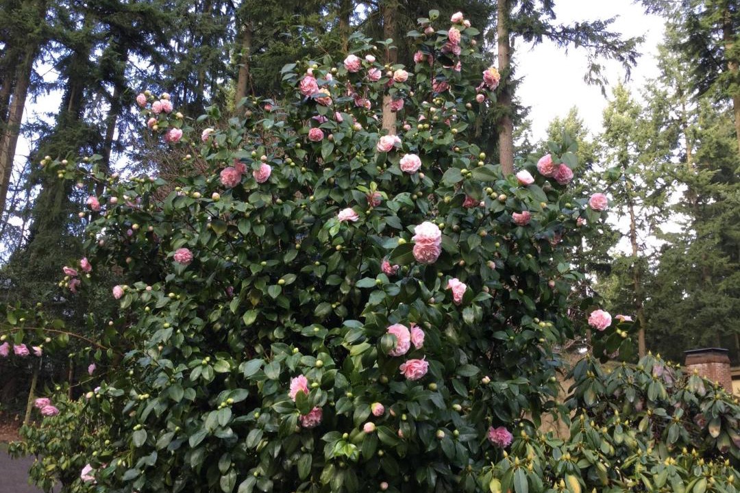 Photo of Others in Bridle Trails