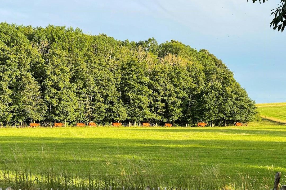 Photo of Others in Dronningmolle
