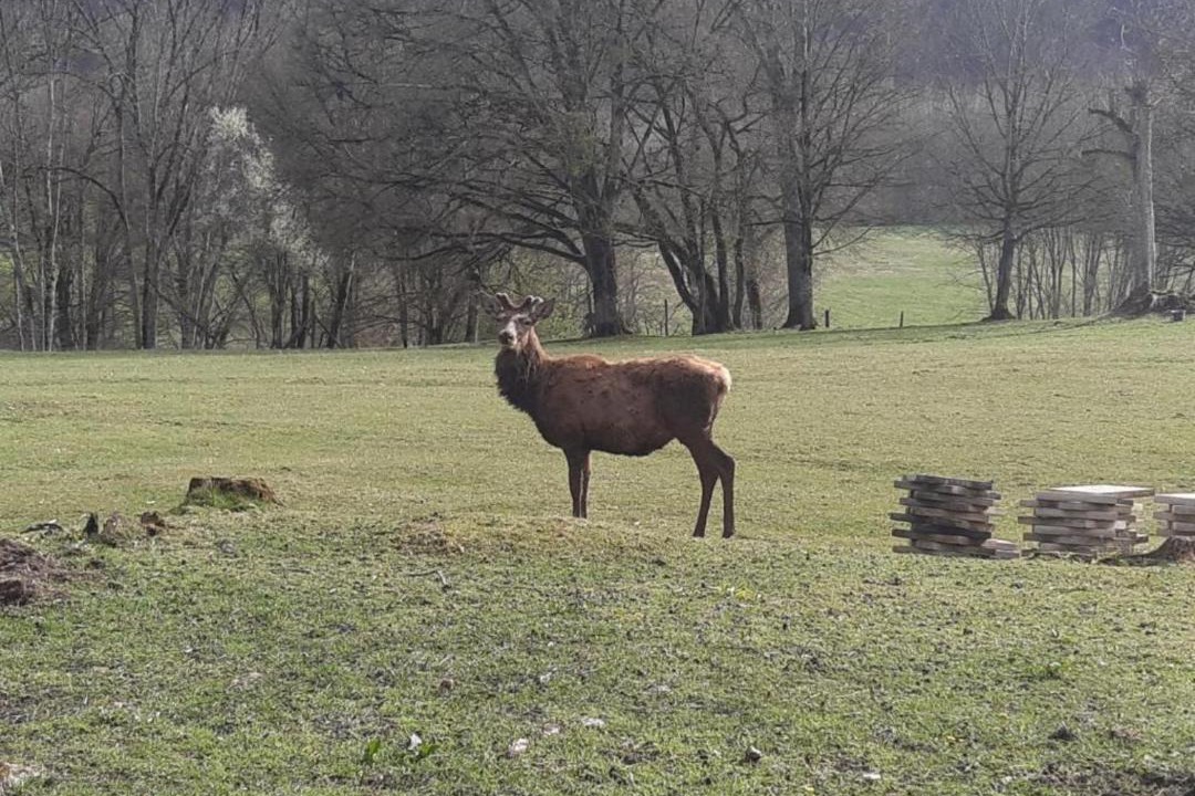 Photo of Others in Arc-en-Barrois