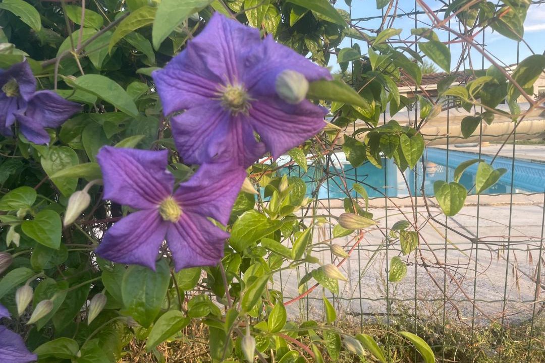 Photo of Outdoor in Saint-Jory